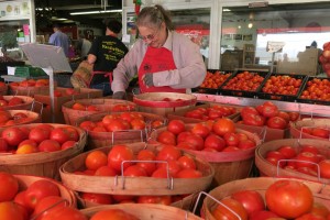 Pettingill's employee Kathy Olson sorts ripe tomatoes into bushel baskets. Photo: Gephardt Daily/Nancy Van Valkenburg 