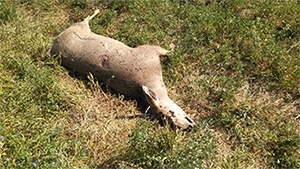 Buck Illegally Shot in Sanpete County