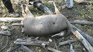 This doe mule deer was shot and wasted on Gentry Mountain (Emery County) during the general-season archery buck deer hunt. Photo Courtesy: Wildlife.utah.gov