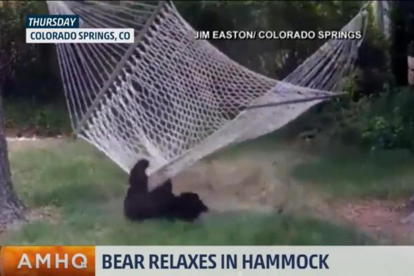 Bear Cub Struggles With Hammock Colorado