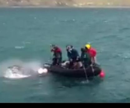 New Zealand Police Rescue Humpback Whale