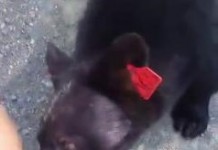 Black Bear Aggression