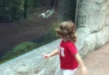Penguin Plays Tag With Toddler Aquarium