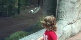 Penguin Plays Tag With Toddler Aquarium