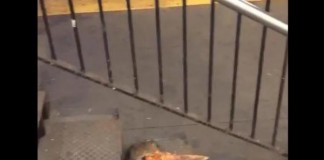 Pizza Rat New York Subway