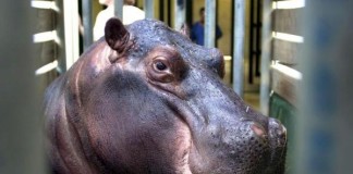 Drunk Man Blamed Injuries On Hippo