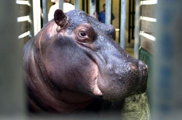 Drunk Man Blamed Injuries On Hippo
