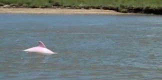 Albino Pink Dolphin Pinky Calcasieu River