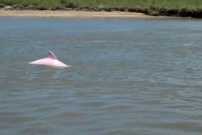 Albino Pink Dolphin Pinky Calcasieu River