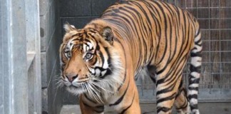 Sumatran Tiger That Attacked Zookeeper