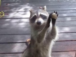 Thieving Raccoon Uses Rock