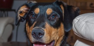 Jackson Dog Poisoned and Beaten in Bountiful