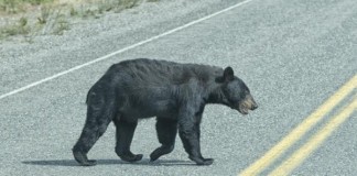Bear-attacks-man-in-Florida-on-eve-of-first-legal-hunt-in-20-years