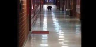 Black Bear Takes Early Morning Stroll Through High School