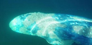California Surfer Captures Gray Whale Encounter
