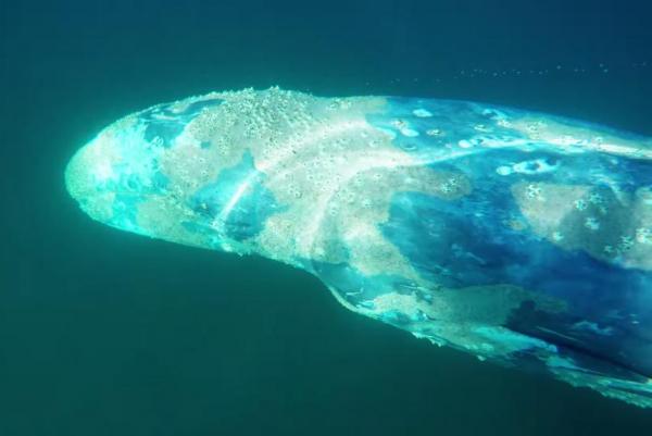California Surfer Captures Gray Whale Encounter