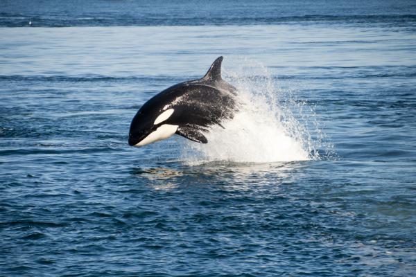 Captive Orca Breeding Banned At California's SeaWorld
