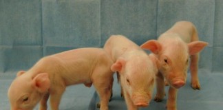 Chinese Firm's $1,600 Gene-Edited Micro Pigs