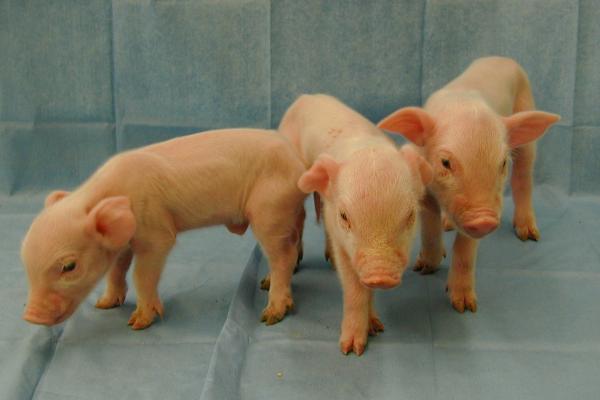 Chinese Firm's $1,600 Gene-Edited Micro Pigs