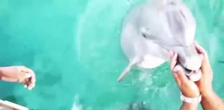 Dolphin Retrieves Miami Heat Dancer's Phone