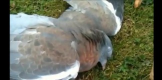 VIDEO: 'Drunk' Pigeon