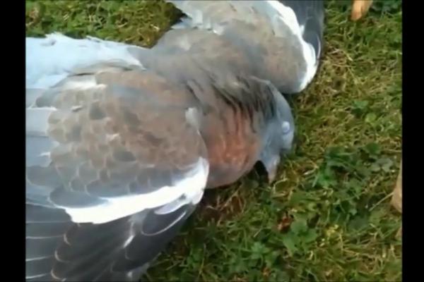 VIDEO: 'Drunk' Pigeon