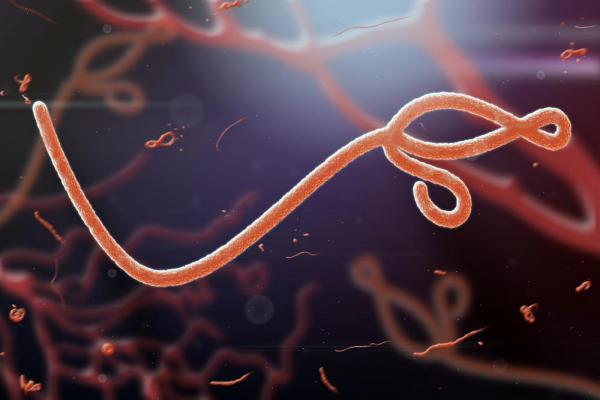 Ebola Persists In Semen