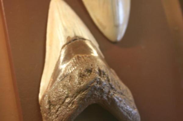Enormous Fossilized Shark Teeth Found
