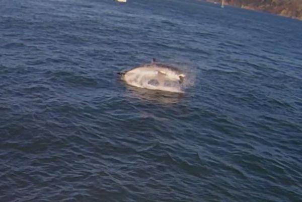 VIDEO: Great White Shark's Seal Attack Caught On Camera From Alcatraz