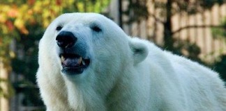 Klondike-the-oldest-polar-bear-in-the-US-dead-at-34