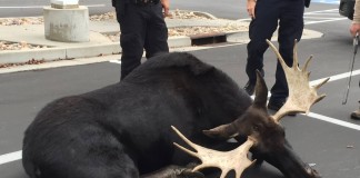 Moose On Loose In Provo