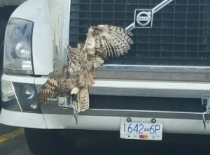 Owl rescued from grill of Semi was euthanized Sunday night due to extensive injuries. Photo Courtesy: Weber County Sheriff