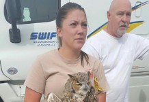 Owl saved