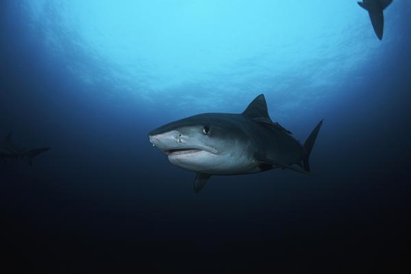Shark in Hawaii