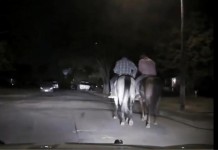 Two Men On Horseback Flee Police After Rodeo Fight