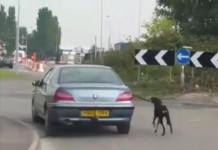 Welsh Police Seek 'Hazardous' Dog-walking Motorist