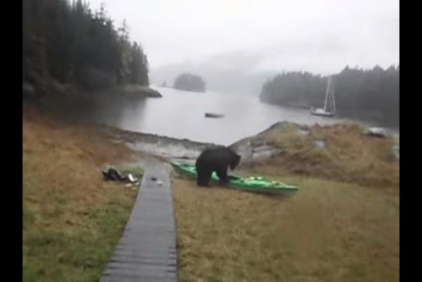 Bear Making a meal out of Kayak