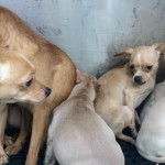29 Odgen Chihuahua Pups