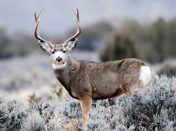 Tips For Utah's Rifle Buck Deer Hunt