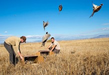 DWR To Release 13,000 Pheasants