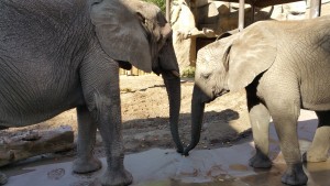 Elephants at Utah's Hogle Zoo 