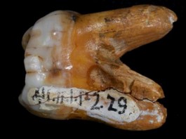 Ancient Teeth Help Scientist Unravel Mystery Of The Denisovans