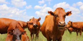 Antibiotics Fed To Healthy Livestock