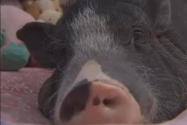 Arizona Family Wins Right To Keep Comfort Pig