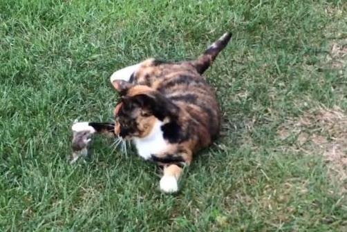 Cat Strikes Up Unlikely Friendship With Mouse