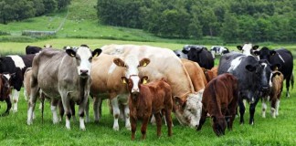 Beef Prices Fall