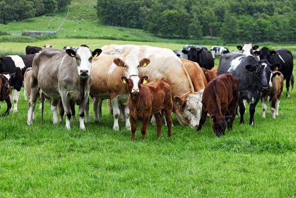 Beef Prices Fall