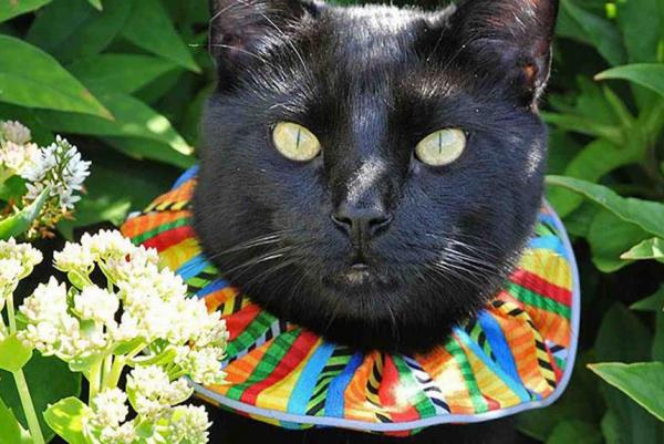 Can Brightly Colored Collars Keep Cats From Killing Birds