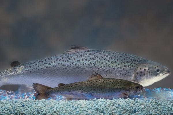 FDA OKs GM Salmon For Sale In United States