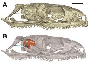 Image and representation of brain case and inner ear of Dinilysia patagonica fossil, which scientists at the University of Edinburgh and American Museum of Natural History have used to show that modern snakes lost their legs when their ancestors became expert burrowers. Photo by Hongyu Yi/University of Edinburgh